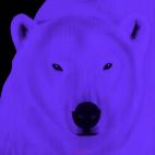 POLAR-BEAR-MAUVE POLAR BEAR ELECTRIC BLUE  Showroom - Inkjet on plexi, limited editions, numbered and signed. Wildlife painting Art and decoration. Click to select an image, organise your own set, order from the painter on line